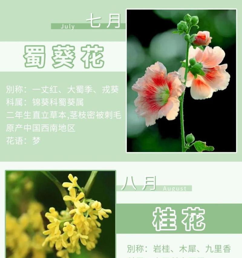 梅花的花语具体指什么？