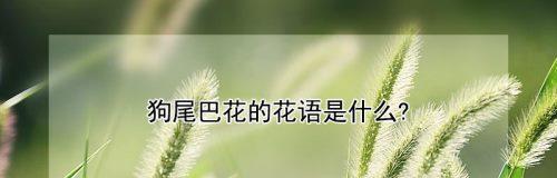 狗尾草的花语代表什么含义？