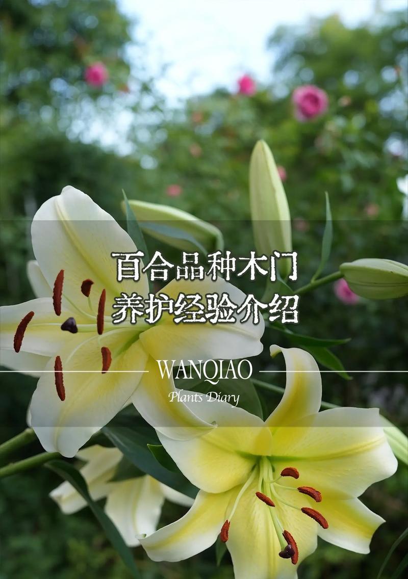 百合花的最终寓意是什么？