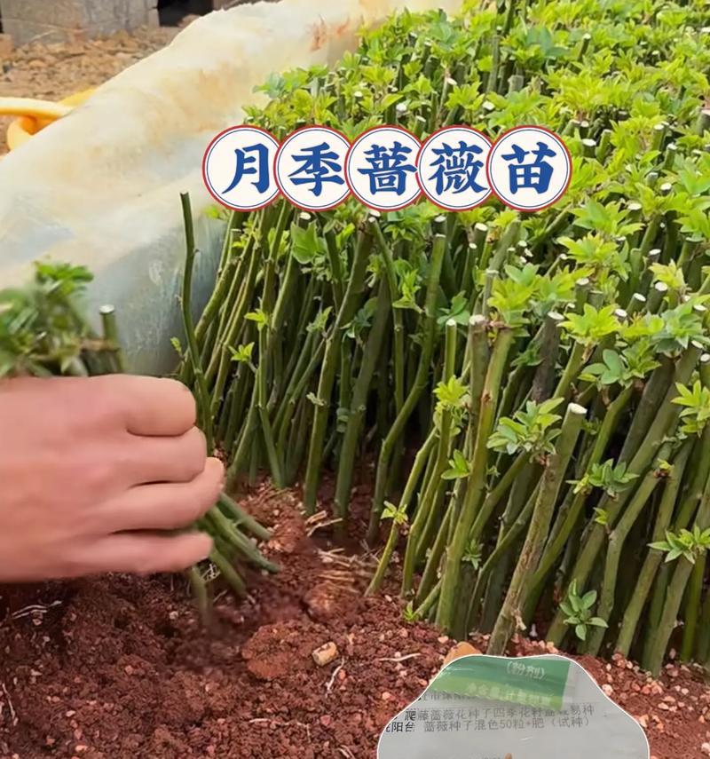 蔷薇花花语是什么意思？它传递了哪些情感信息？