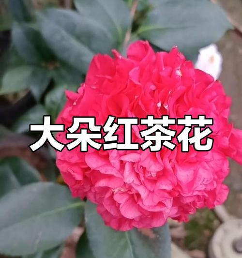 红色茶花的花语是什么？红色茶花在不同文化中的含义？