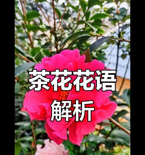 红色茶花的花语是什么？红色茶花在不同文化中的含义？