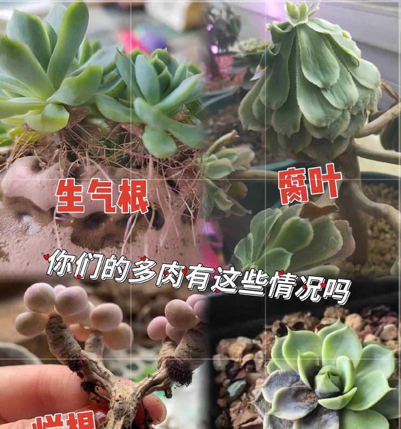 花卉植物增色液的作用是什么？