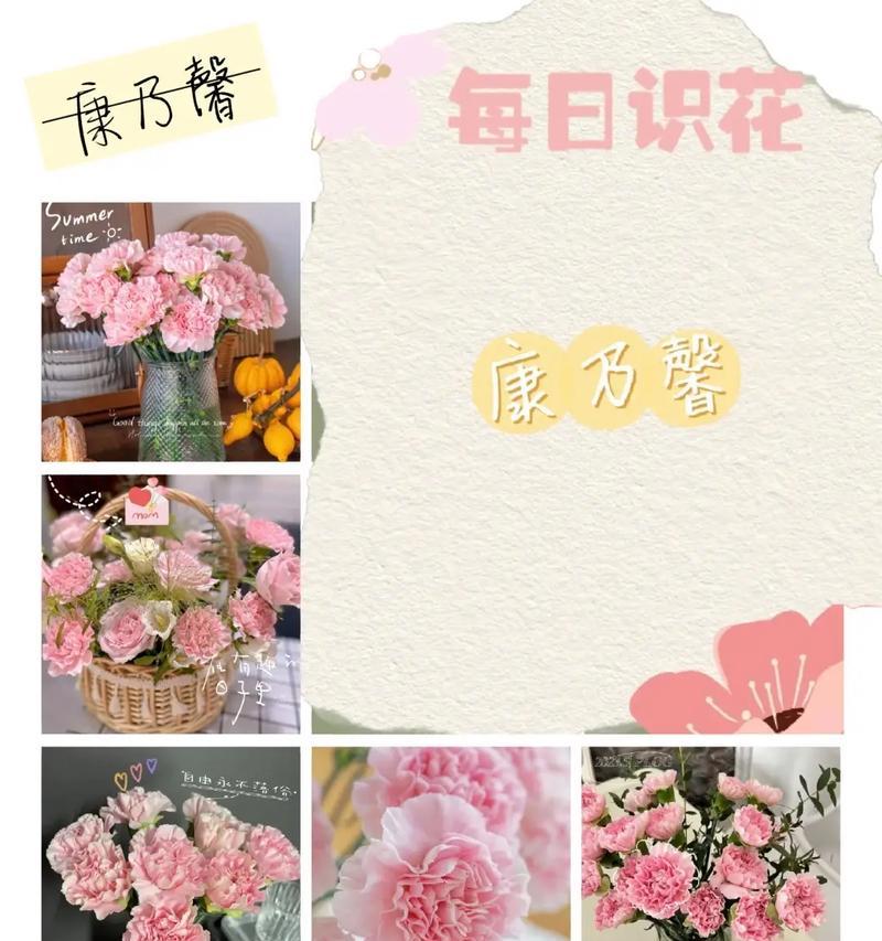 康乃馨的花语及其象征意义是什么？