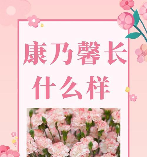 康乃馨的花语及其象征意义是什么？