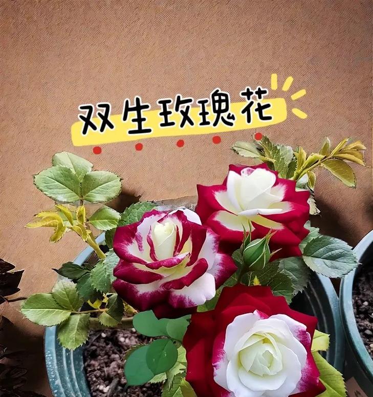 四种玫瑰花分别表达什么含义？它们各自代表什么？