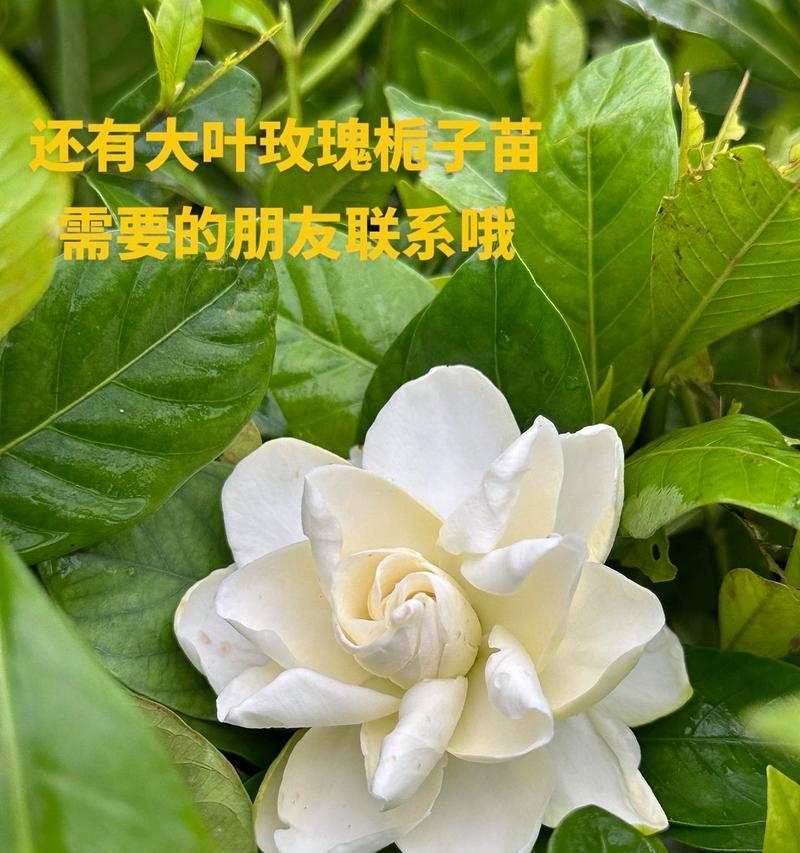 栀子花与玫瑰花的花语分别是什么？它们的寓意有何不同？