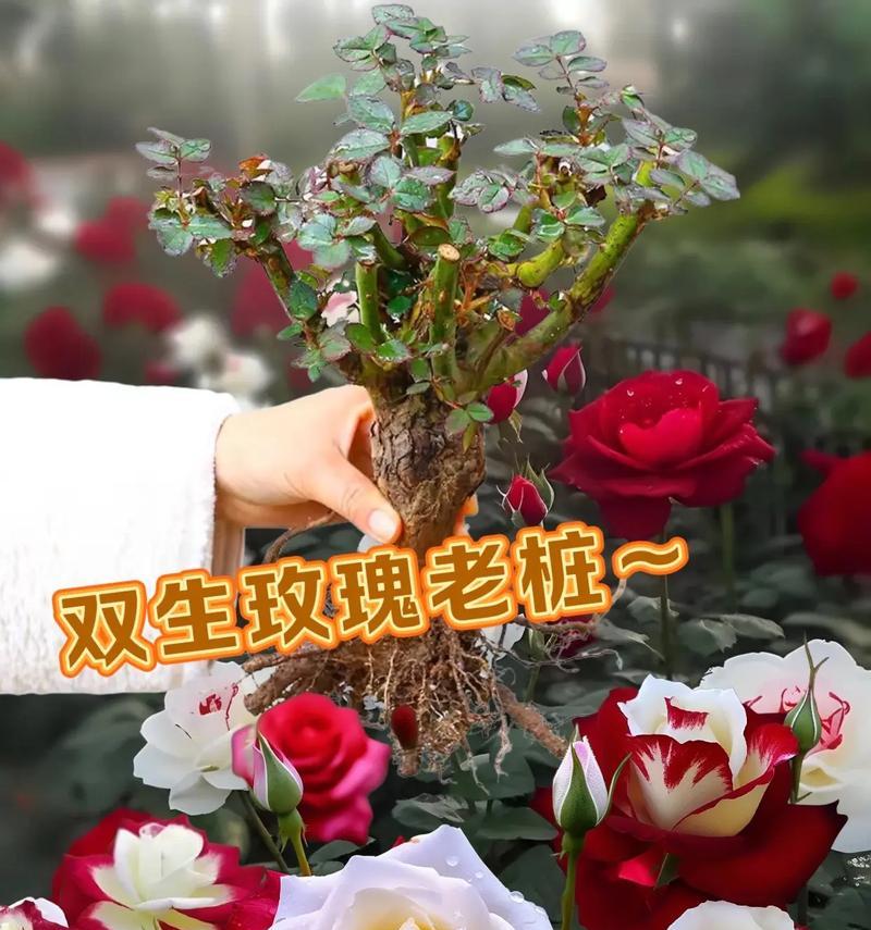 见父母适合送哪种玫瑰花？哪种比较好？