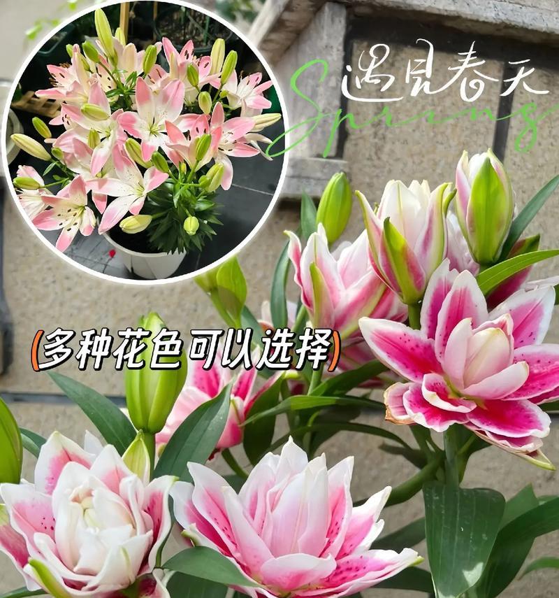 清水百合的花语是什么？它通常象征着什么？