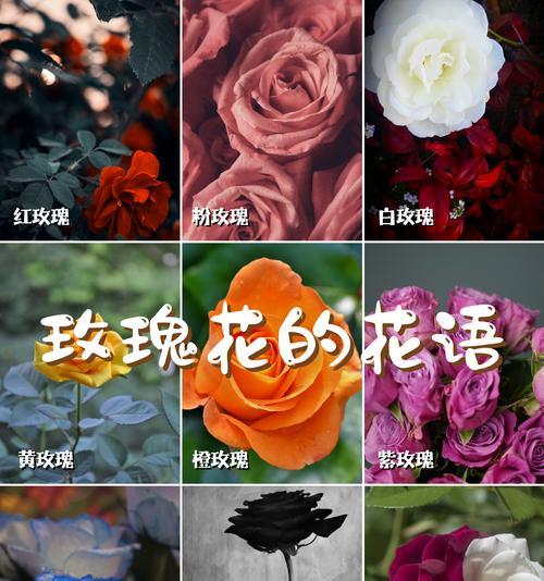 玫瑰花短暂而热烈的花语是什么？它象征着什么？