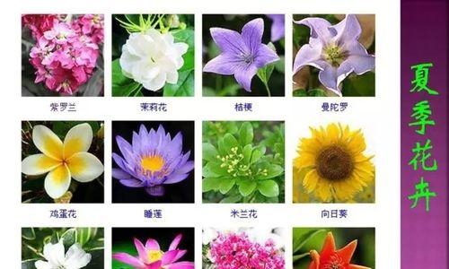 花卉通常代表什么？花卉的意义有哪些？