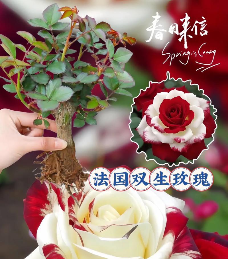 多朵玫瑰花的花语是什么？