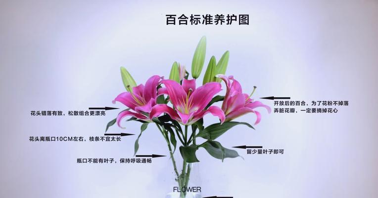 百合花的养护环境有何特殊要求？如何正确养护？