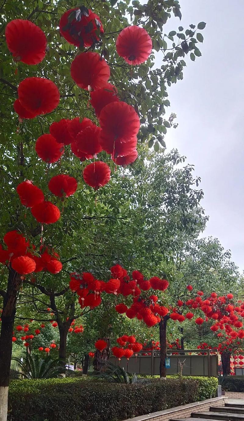 摘小草喂鱼玫瑰花有何深意？