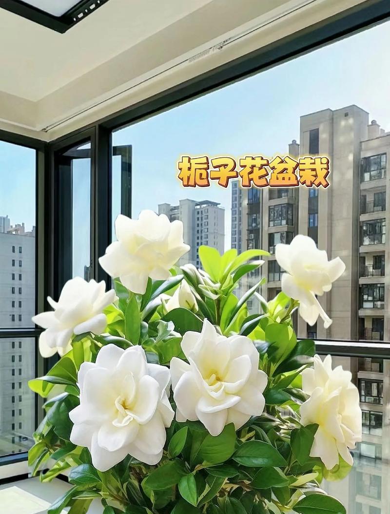 什么花代表永恒的爱？花语中有哪些表达永恒的花卉？