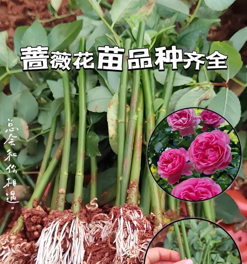 蔷薇的花语是什么意思？蔷薇代表了哪些情感？