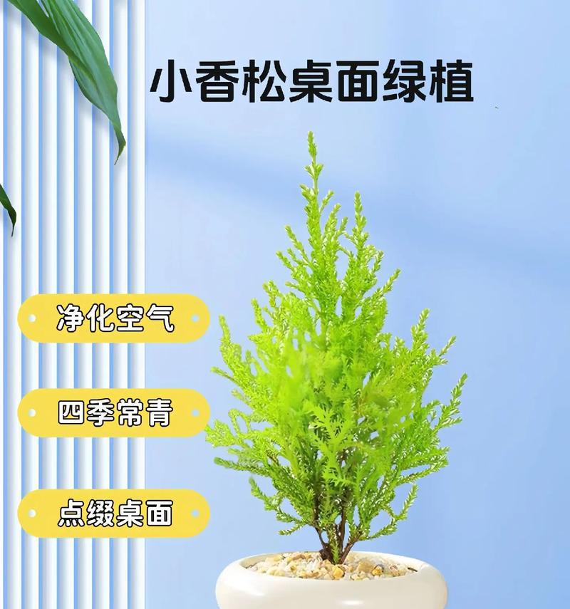 植物盆栽挂物通常有什么含义？