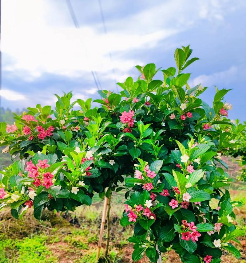 锦丽花语的档次如何？它代表了什么含义？