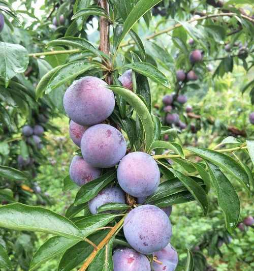 空心李子花语有何寓意？空心李子的花语代表什么？