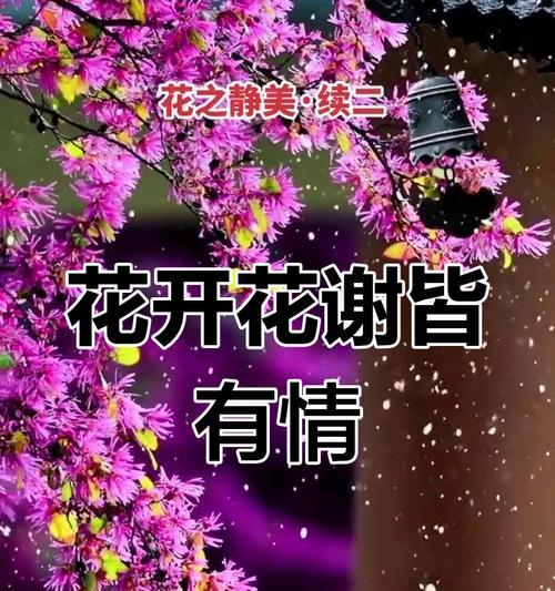 花开如梦的花语代表什么？