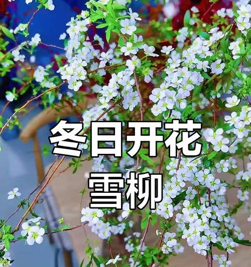 花开如梦的花语代表什么？