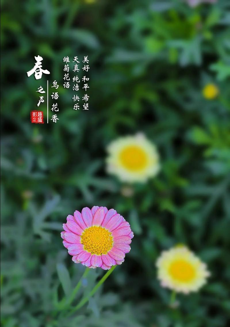 雏菊的花语网名是什么？雏菊在网名中有哪些寓意？