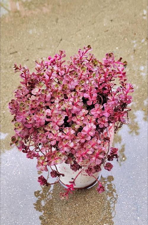 水培玫瑰花怎么养根快？有哪些技巧？